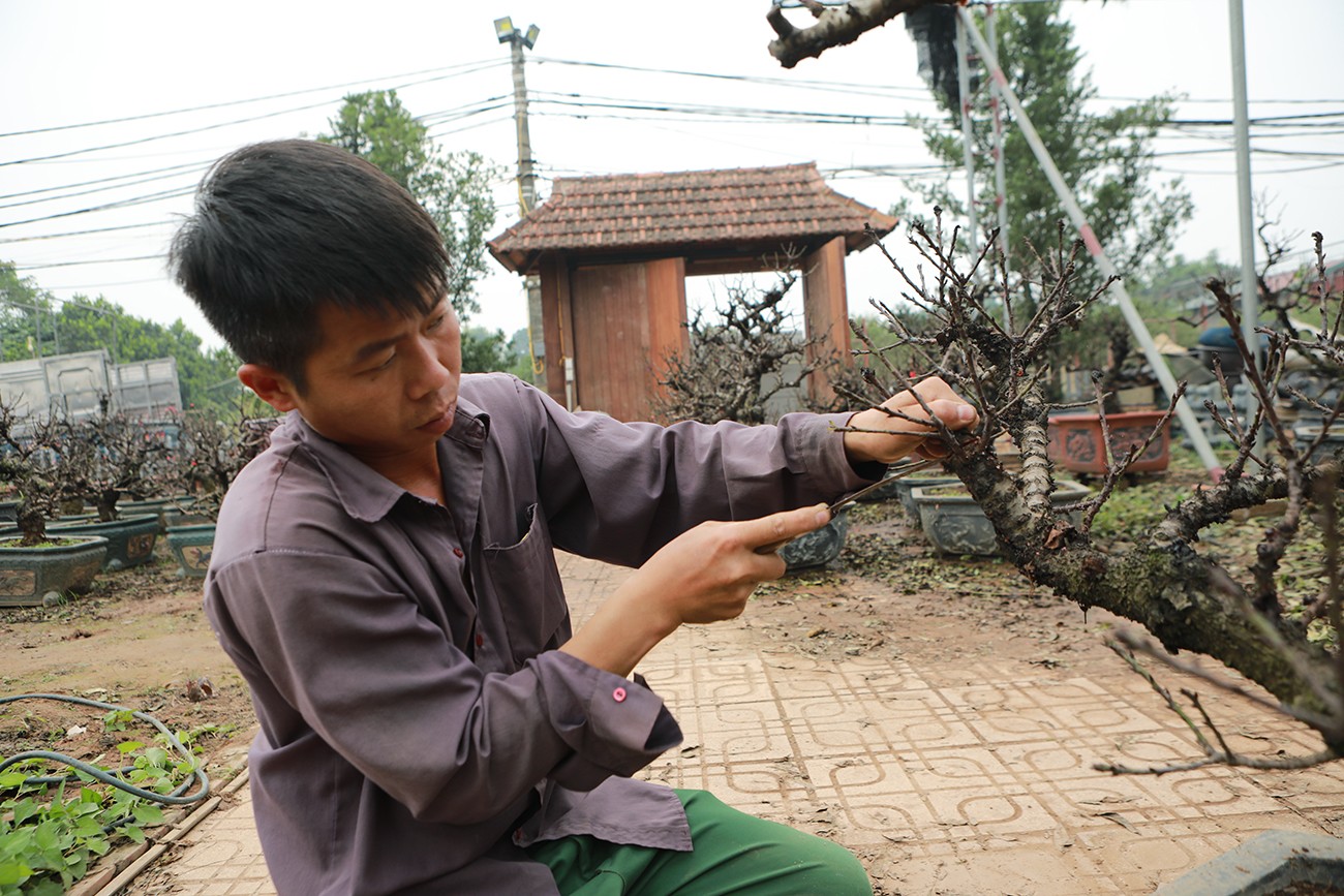 "Về nguồn gốc tên gọi, có người cho rằng "thất thốn" là 7 thốn, mỗi thốn tương đương với một đốt ngón tay. Lá đào dài 7 thốn, cây phát triển đến 7 thốn thì lại chia cành một lần. Một&nbsp;thốn có 7 bông hoa", anh Vụ nói.