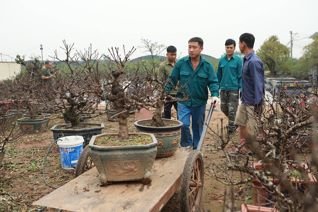 Mỗi cây đào lại có một thế cây và dáng riêng. Để nở hoa đúng thời điểm Tết, thì ngày 23 tháng Chạp, đào phải ra nhiều lộc, nụ bắt đầu nhú. Khi đưa vào nhà, ấm áp, đào sẽ dần bung hoa.