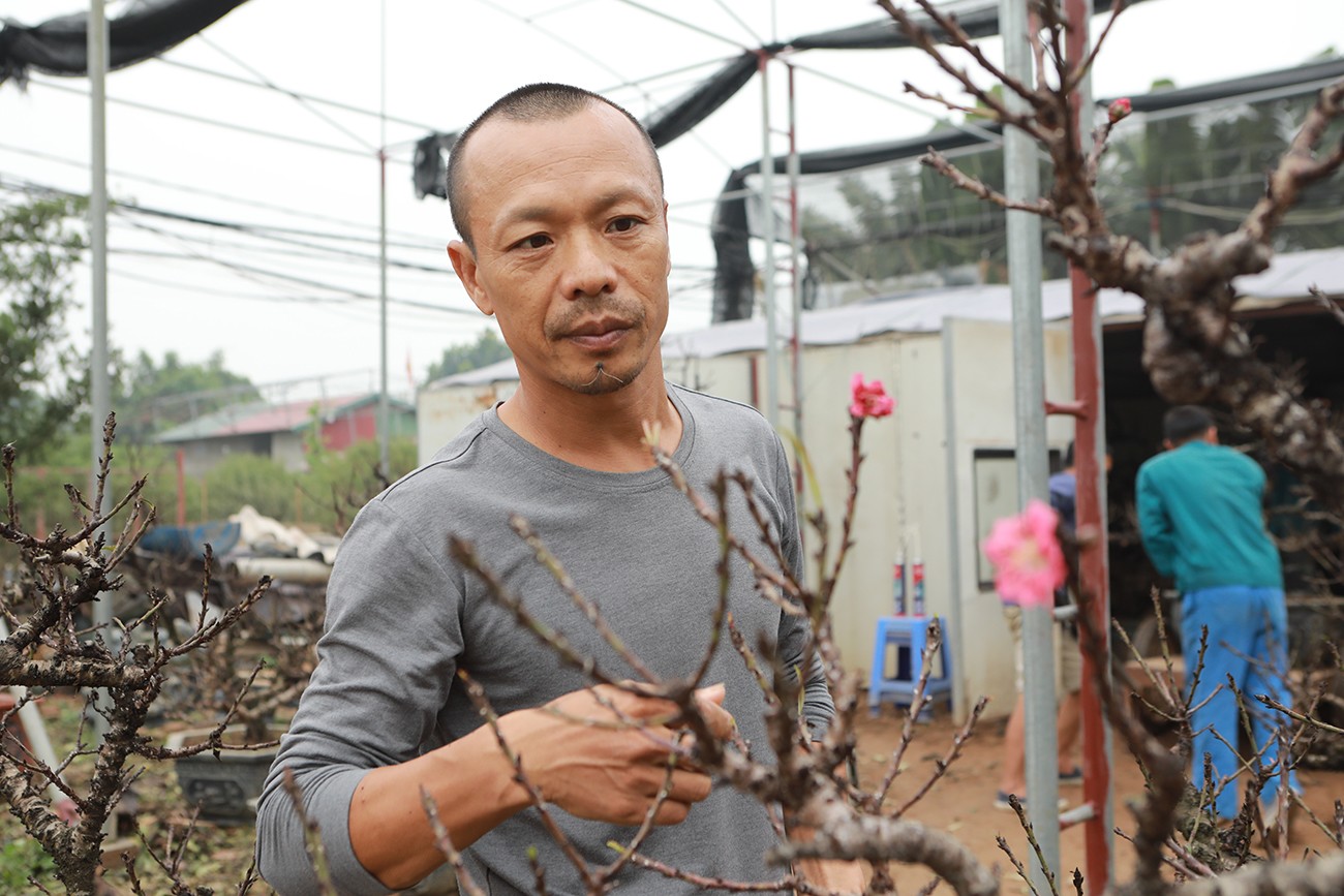 Anh Vụ cho biết, để thành công như bây giờ, anh đã phải trải qua nhiều thất bại. Thời gian những năm 2008 – 2009, anh đã phải chặt đi nhiều đào, thiệt hại rất lớn. Nguyên nhân là vì cây trồng 5-7 năm mà chưa ra được hoa nên đành bỏ. Đến khi ông Hàm thành công, thị trường sôi động, anh Vụ quyết định quay lại trồng đào thất thốn.