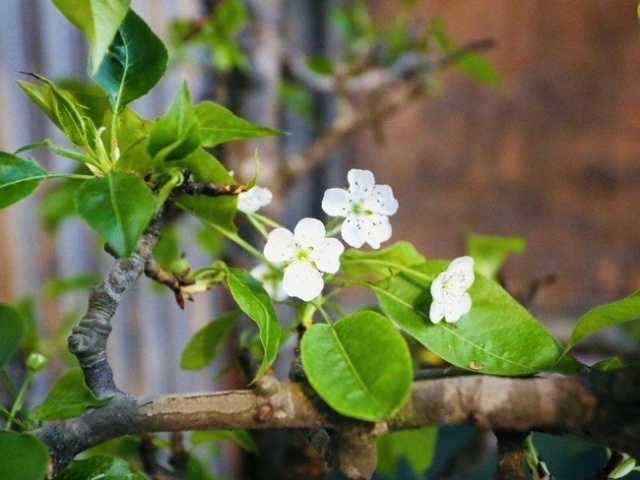 Thị trường - Tiêu dùng - Chưa Tết, người Hà Nội chi tiền triệu chơi hoa lê, mận rừng