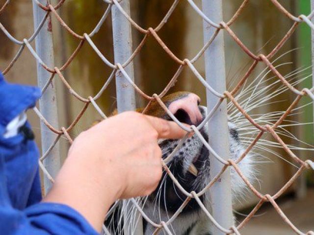 Tin tức trong ngày - Nghề bảo mẫu của 'chúa sơn lâm'