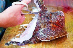 Loại cá xấu nhất Việt Nam, nhìn kinh hãi, lên bàn ăn thành đặc sản gần 10 triệu đồng/con