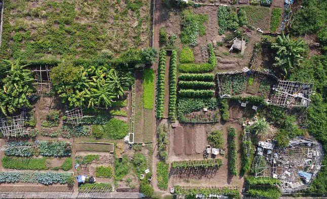 Khu đất dự án Bệnh viện chuyên khoa ung bướu và phẫu thuật thẩm mỹ 1.000 năm Thăng Long hiện là bãi trồng rau. Ảnh: Vĩnh Hoàng.