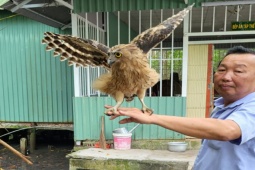Tin tức trong ngày - Được cứu giúp, 1 năm sau con chim quý hiếm quay về quanh quẩn bên ân nhân