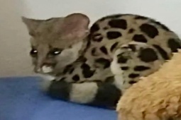 Tin tức trong ngày - Phát hiện cầy gấm trong phòng ngủ nhà dân tại Cao Bằng