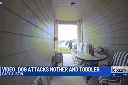 Phi thường - kỳ quặc - Kinh hoàng cảnh hai mẹ con bị chó Pitbull tấn công trước cửa nhà