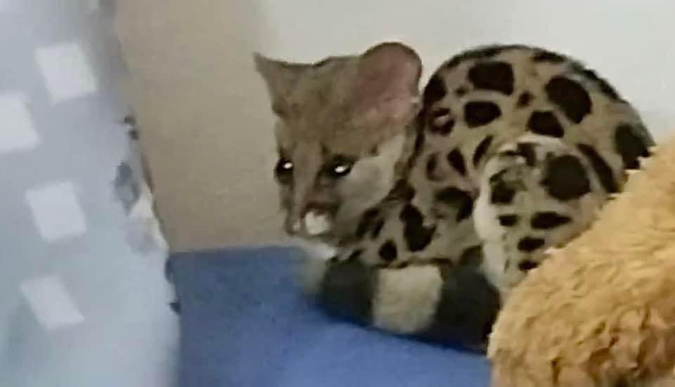 Con cầy gấm được phát hiện trong phòng ngủ nhà dân