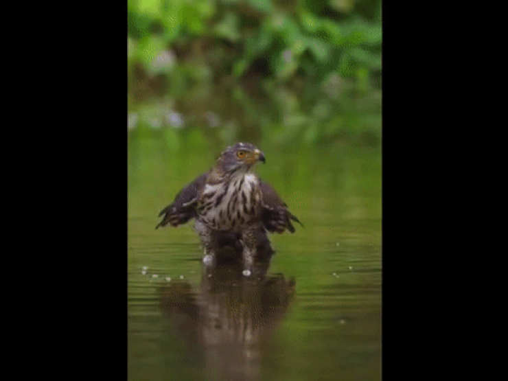 Video: Màn săn mồi dưới nước có một không hai của chim ưng