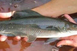 Thị trường - Tiêu dùng - Loại cá ở Việt Nam ruột siêu dài, được ví là "ngũ quý hà thuỷ" nửa triệu/kg