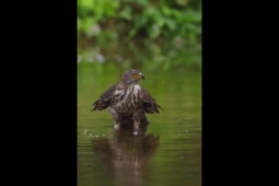 Phi thường - kỳ quặc - Video: Màn săn mồi dưới nước có một không hai của chim ưng