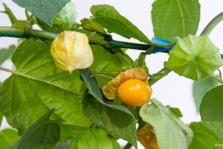 Loại quả mọc dại ở nhiều miền quê hóa ra lại cực bổ dưỡng