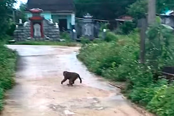 Hình ảnh con khỉ điên tấn công người được ghi lại. Ảnh: MXH