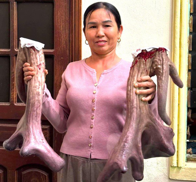 Cặp nhung nai của gia đình anh Thuận sau khi cắt được 8,67kg.