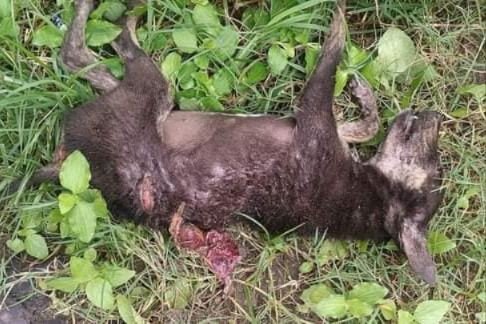 Một con chó của người dân bị khỉ cắn chết. Ảnh: MXH