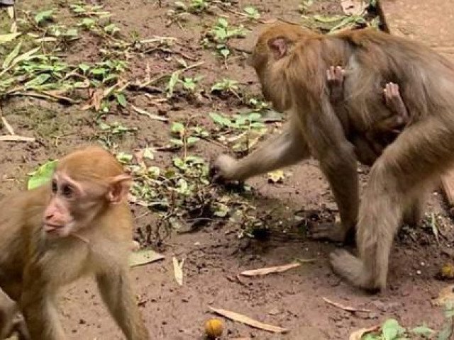 Trẻ nhỏ khóc thét vì bị khỉ tấn công trong khu du lịch ở Sơn La