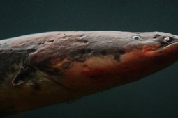 Media - Loài cá có khả năng phóng điện 860 volt, con người có thể gặp nguy hiểm