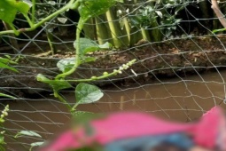 Pháp luật - Điều tra nguyên nhân người đàn ông tử vong tại vườn cam