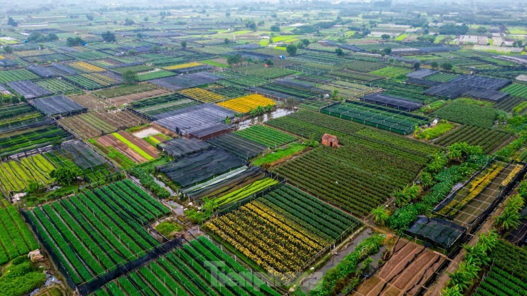 Hằng năm, cứ vào dịp tháng 9, tháng 10 Âm lịch, người nông dân ở làng hoa Tây Tựu (quận Bắc Từ Liêm, Hà Nội) lại hối hả chăm sóc cây để chuẩn bị cho mùa thu hoạch hoa lớn nhất trong năm.