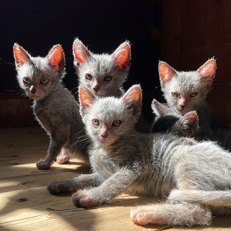 Đây không phải là một giống mèo tự nhiên. Lykoi&nbsp;là kết quả của sự đột biến gen ở loài mèo Mỹ lông ngắn.
