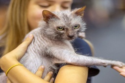 Thị trường - Tiêu dùng - Giống mèo ma sói, người thì "sợ chết khiếp", người thì chi tới 50 triệu mua về