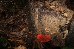 Thị trường - Tiêu dùng - "Lộc trời" ở Việt Nam quý như vàng, mỗi năm chỉ có một lần, 6 triệu đồng/kg khó tìm mua