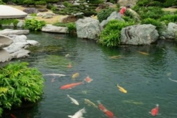 Thị trường - Tiêu dùng - Loài cá sống thọ vài chục năm, có con được mua hơn 33 tỷ gây choáng