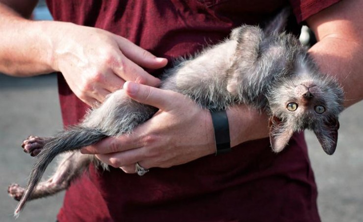 Sự đột biến gen khiến những con mèo Lykoi không phát triển lông như các loài mèo bình thường mà bị ức chế, khiến khu vực quanh mắt, mũi, miệng và tai chúng đều không có lông.
