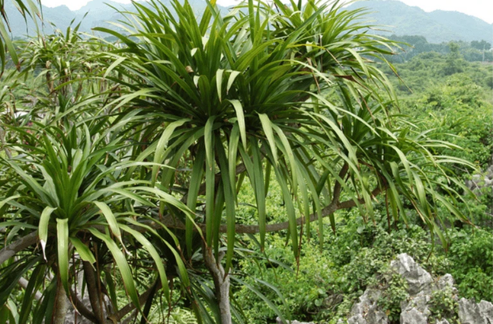 Cây huyết giác có thể sống hàng trăm năm trên các vách núi đá (Ảnh minh họa: Longhuyet.vn)