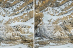 Tranh vui - Loạt ảnh ngụy trang đánh đố người xem