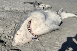 Thế giới - Lộ mặt loài vật gây ra cái chết hãi hùng của "hung thần đại dương"