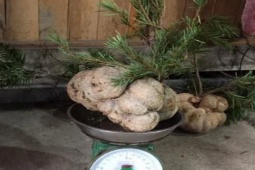 Thị trường - Tiêu dùng - Thứ được ví như "thần dược" là báu vật trên núi, ở Việt Nam 2 triệu/kg