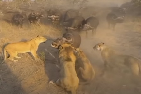 Đàn trâu rừng đông như kiến kéo tới tấn công bầy sư tử nhằm cứu đồng loại đang bị hạ sát