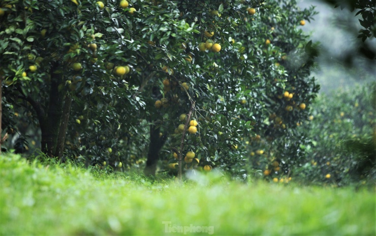 Ông Nguyễn Hải - Phó Chủ tịch UBND xã Thượng Lộc - cho biết: “Cam được trồng chủ yếu ở các thôn Anh Hùng, Sơn Bình, Nam Phong, Đông Phong… Năm nay sản lượng cam toàn xã đạt hơn 1.800 tấn, cho giá trị kinh tế hàng chục tỷ đồng. Cây cam vì thế trở thành cây trồng giúp người dân địa phương thoát nghèo, mang lại thu nhập khá”.
