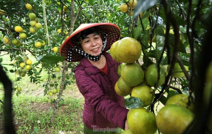 Sở hữu đồi cam đẹp nhất nhì xã Thượng Lộc, thời điểm này gia đình bà Phan Thị Hiền (53 tuổi, trú thôn Anh Hùng) đang đón nhiều thương lái vào mua hàng. Với 1.000 gốc cam giòn và cam chanh, mỗi vụ, vườn cam này cho sản lượng 40-50 tấn cam xuất ra thị trường.