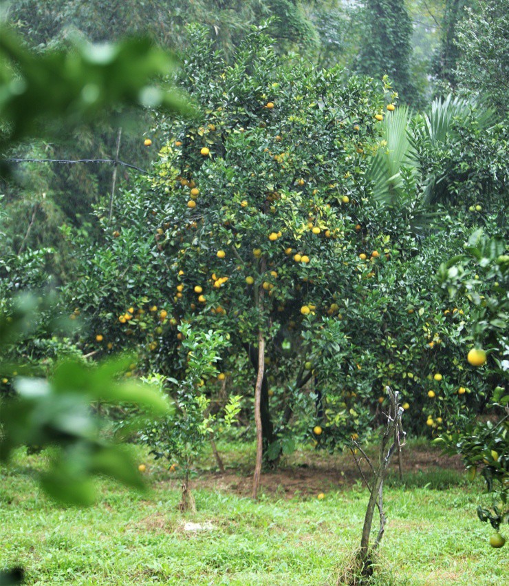 Chiêm ngưỡng vườn cam tiền tỷ sắp vào vụ Tết - 4