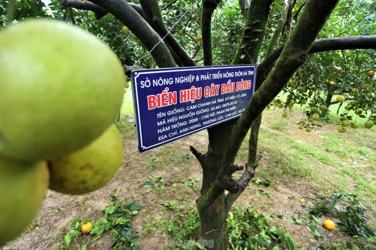 Sở Nông nghiệp và Phát triển nông thôn Hà Tĩnh gắn biển hiệu cây cam chanh đầu dòng cho một số gốc cam cho chủ hộ.
