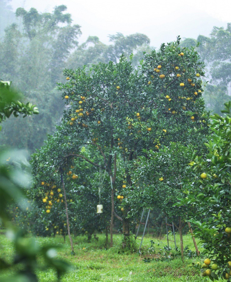 Đồi cam của gia đình bà Hiền đặc biệt hơn với nhiều gốc cam “cổ thụ”, cao 7 m, chi chít quả. “Hơn 1.000 gốc cam nhưng chỉ còn khoảng 30 cây cam chanh có tuổi đời 17-18 năm, trong đó một vài cây được ngành nông nghiệp kiểm tra, chọn là cây đầu dòng. Đây là giống cam quả to, mọng nước, sản lượng 1,5-3 tạ/cây”, chủ vườn cho hay.