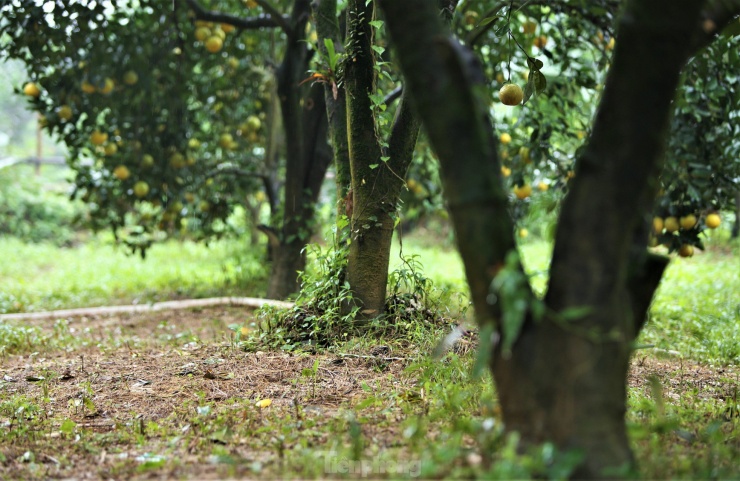 Trồng cam theo hướng VietGAP và được chứng nhận sản phẩm OCOP 3 sao cấp tỉnh từ năm 2019, sản phẩm cam chanh và cam giòn của bà Hiền đã khẳng định được thương hiệu. Mỗi năm 2/3 sản lượng được xuất vào hệ thống siêu thị Hà Tĩnh.