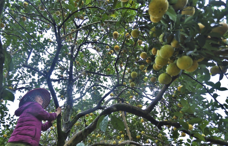Số còn lại được thương lái và người tiêu dùng thu mua tại vườn với giá cao. Hiện nay, cam giòn được bán với giá 50.000 - 55.000 đồng/kg, cam chanh được bán với giá 25.000 đồng/kg. Trong hình, bà Hiền phải dùng thang leo lên từng nhánh mới có thể thu hoạch được quả từ các cây cam “cổ thụ”.