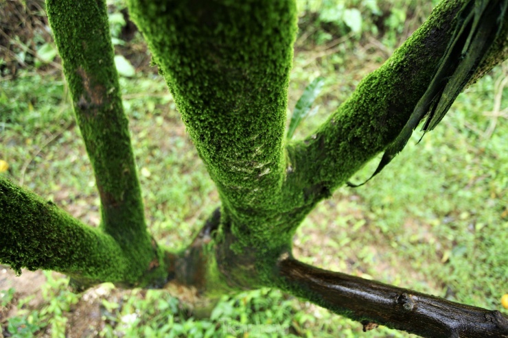 Những cây cam chanh cả chục năm tuổi với gốc to lớn, thân cành phủ đầy rêu phong.