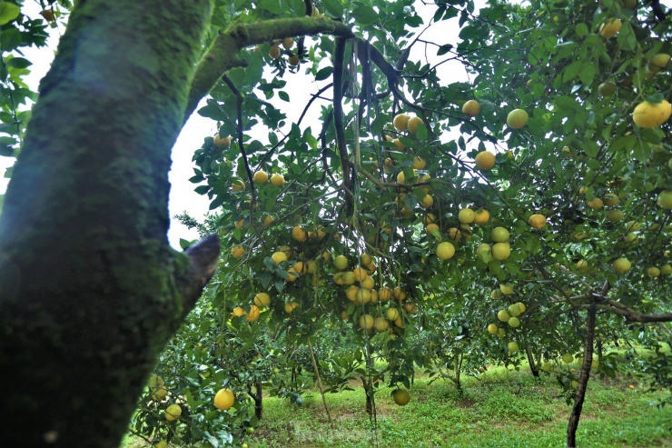 Chủ vườn cho biết vòng đời cây cam từ 18-25 năm là phải trồng lại do cây yếu dần. Tuy nhiên, với kỹ thuật chăm sóc phù hợp, những gốc cam “cổ thụ” vẫn cho quả trĩu cành với vị thơm, ngọt đặc trưng.