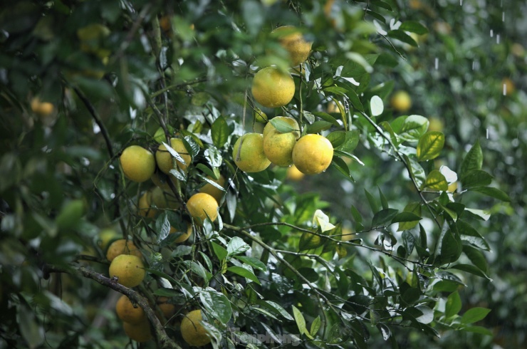 Chiêm ngưỡng vườn cam tiền tỷ sắp vào vụ Tết - 12