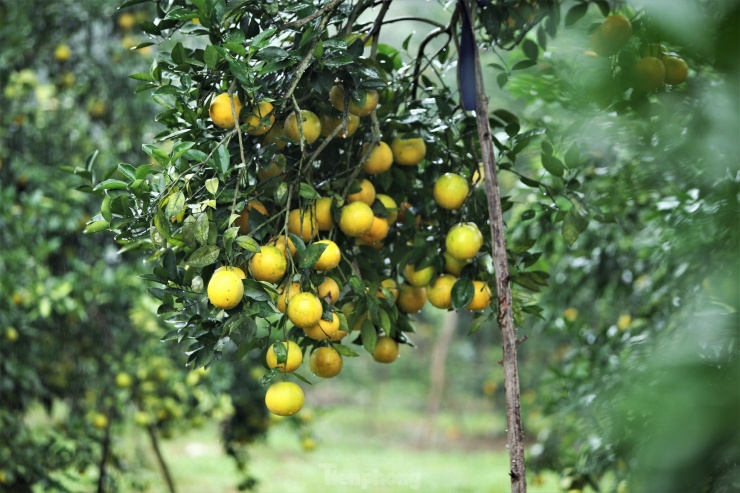 Các gốc cam cổ thụ vẫn cho quả sai trĩu, vàng mọng.