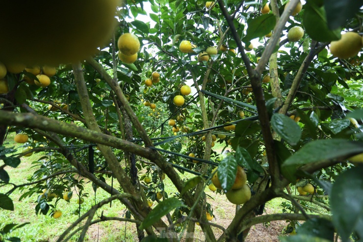 Người trồng phải dùng dây buộc các cành trĩu quả để nâng đỡ, tránh đổ gãy.