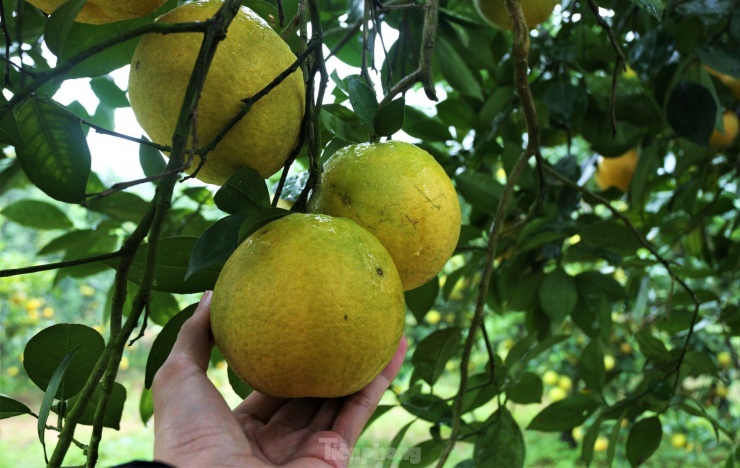 Cam giòn là đặc sản riêng có của vùng đất Thượng Lộc. Hiện nay, người dân đang có xu hướng phát triển cam giòn bằng cách thay thế dần những cây cam chanh kém chất lượng.