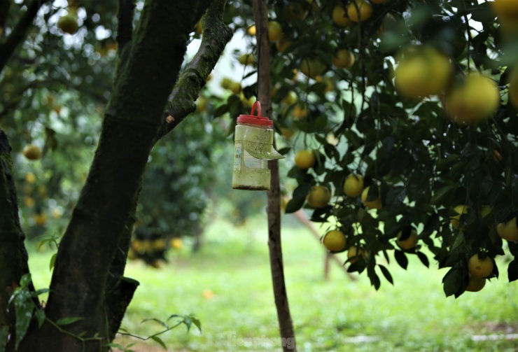 Cây cam được đánh giá là loài cây “khó tính”, để đảm bảo độ sạch, chủ vườn áp dụng thuốc bảo vệ thực vật sinh học, dùng miếng dính sâu bọ.