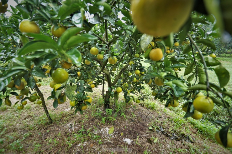 Với mục tiêu đưa quả cam Thượng Lộc ra thị trường vào đúng dịp Tết Nguyên đán, người trồng đã chú trọng khâu chăm sóc, điều chỉnh quá trình bón phân, tỉa ngọn, cắt cành để quả chín muộn hơn.