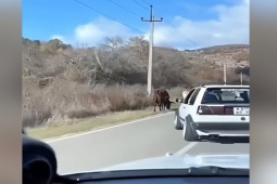 Ô tô - Clip: Thanh niên "vỗ mông bò" thản nhiên như chỗ không người