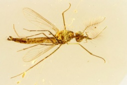 Thế giới - Hóa thạch sinh vật 130 triệu năm tuổi tiết lộ phát hiện bất ngờ