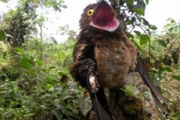 Media - Ngủ ngày "cày đêm", loài chim có ngoại hình quái dị, hình dạng như khúc gỗ mục